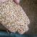 浮小麦安徽1公斤起批无硫无添加不包邮正品
