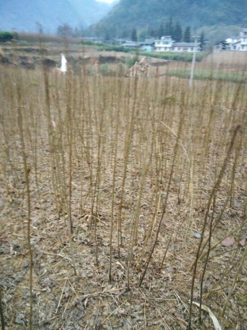 黄柏苗，，自产自销，0.5一公分以上，欢迎新朋友，老朋友