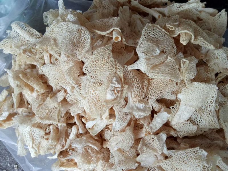 长裙竹荪特级