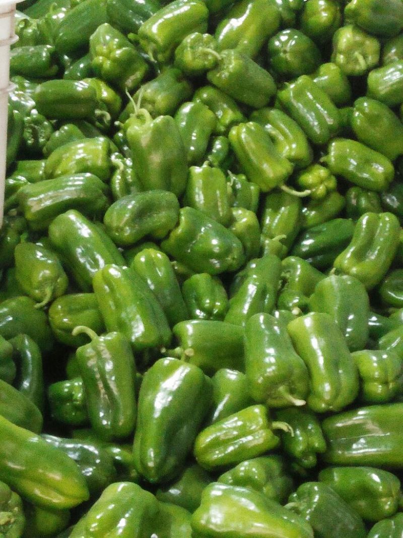 精品好圆椒4cm以上
