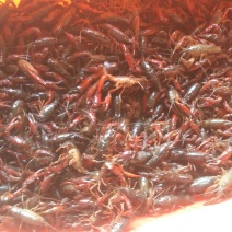 澳洲龙虾26~30只/kg