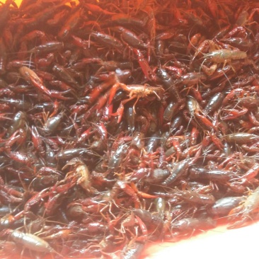 澳洲龙虾26~30只/kg