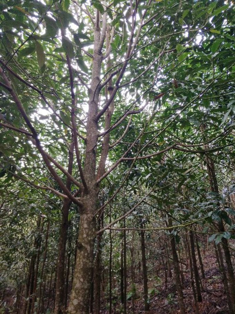 优质云南拟单性木兰绿化树