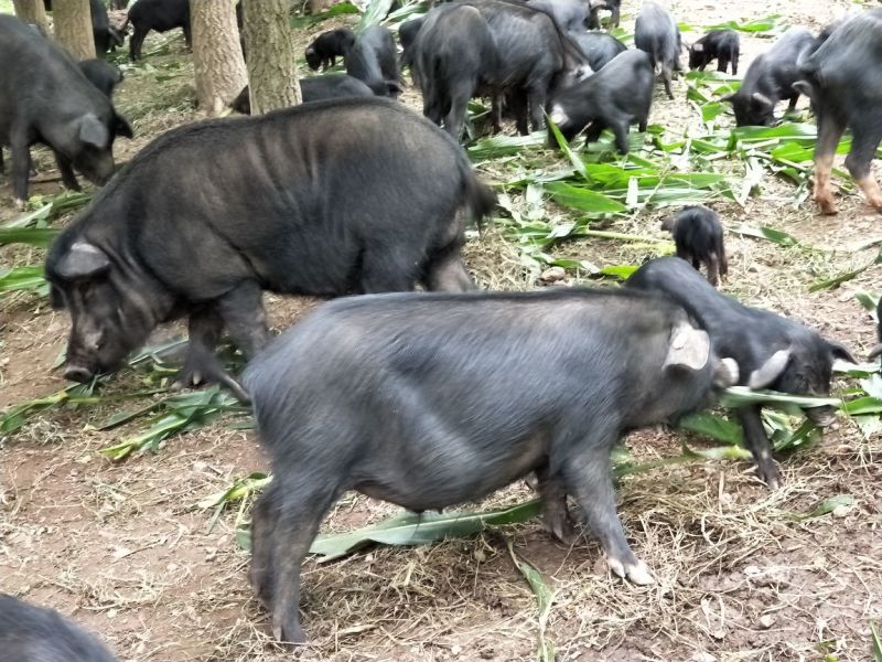 藏香猪猪肉生肉