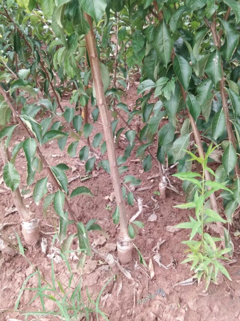 青脆（脆红）嫁接李子苗高度50~200公分