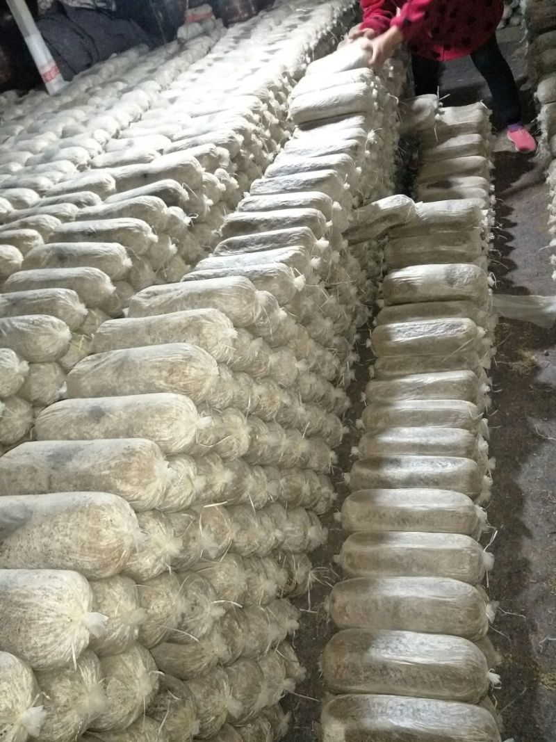 菌棒