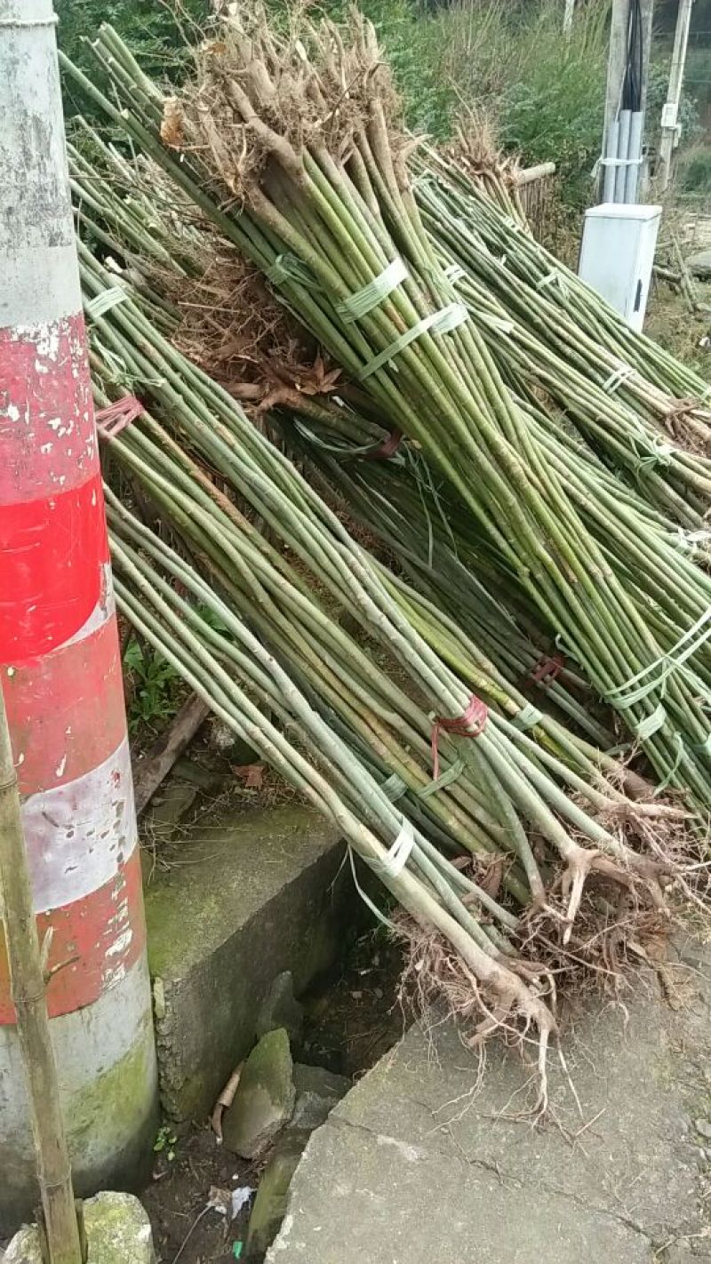 青枫小苗，绿化苗甫倍育，嫁接羽毛枫，红枫等