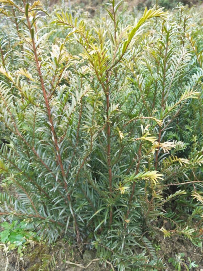 南方红豆杉苗70~80cm