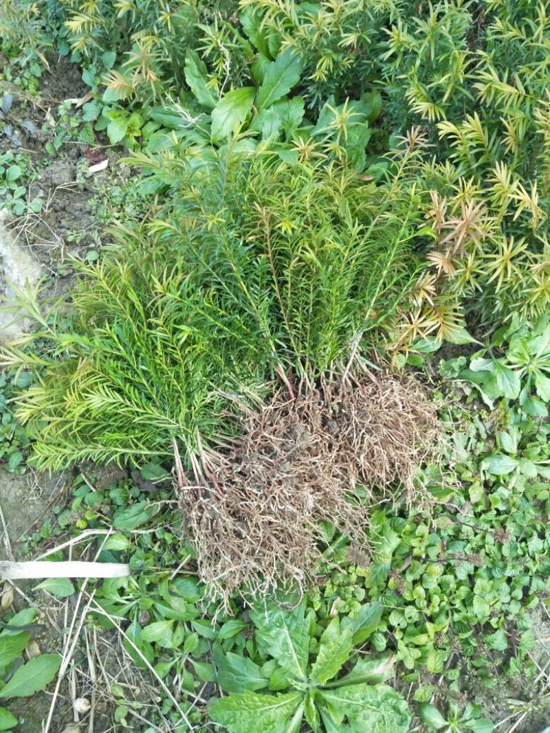 南方红豆杉苗70~80cm
