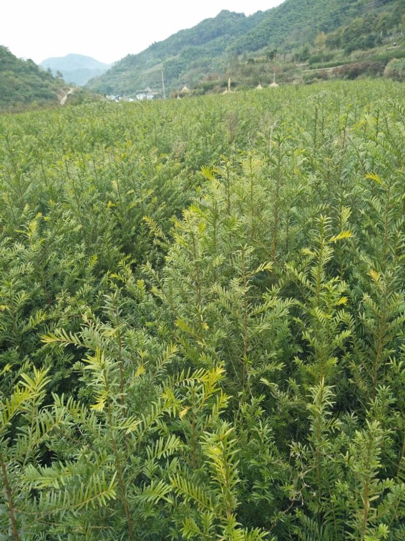 南方红豆杉苗70~80cm