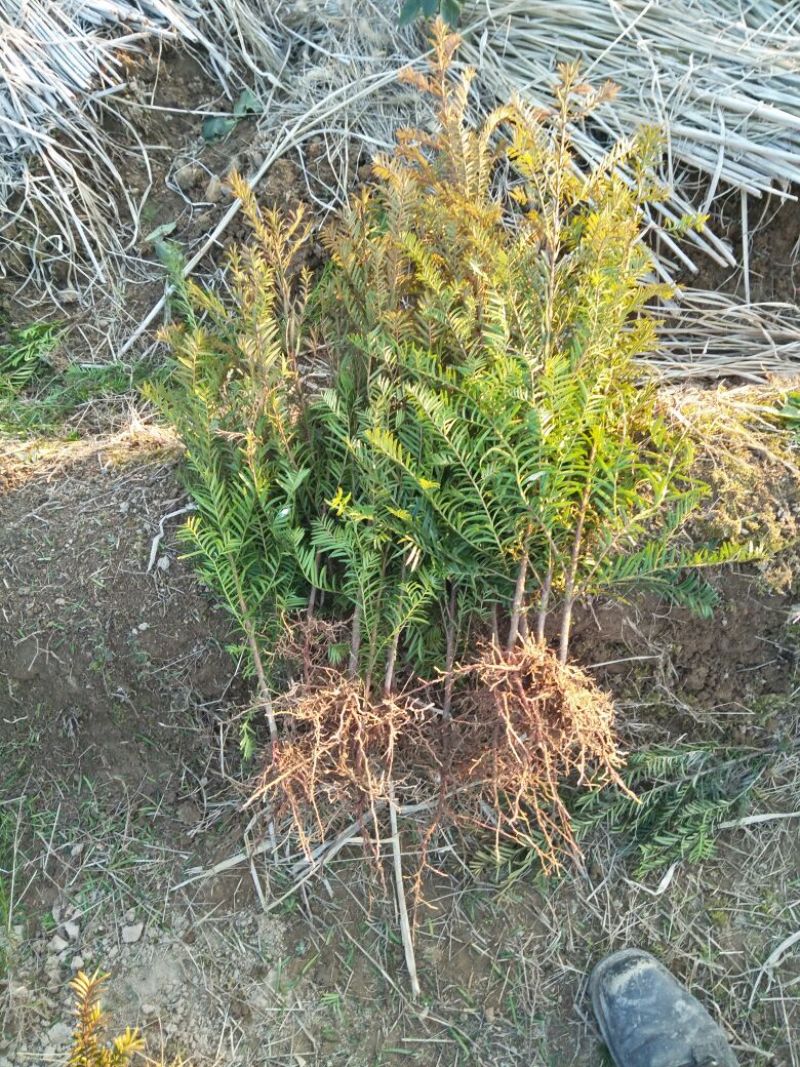 南方红豆杉苗70~80cm