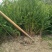 南方红豆杉苗70~80cm