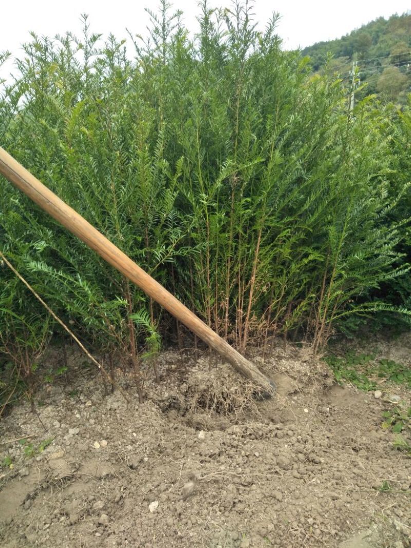 南方红豆杉苗70~80cm