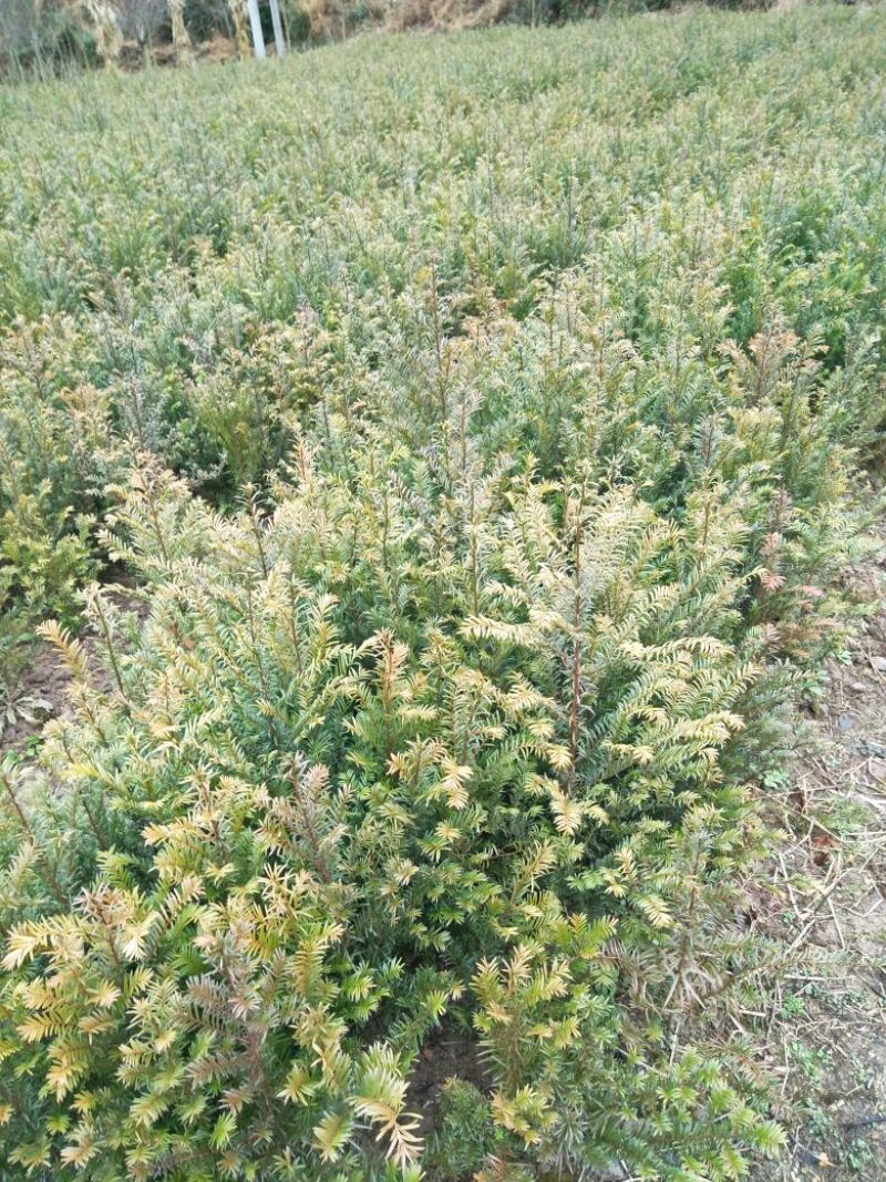 南方红豆杉苗70~80cm