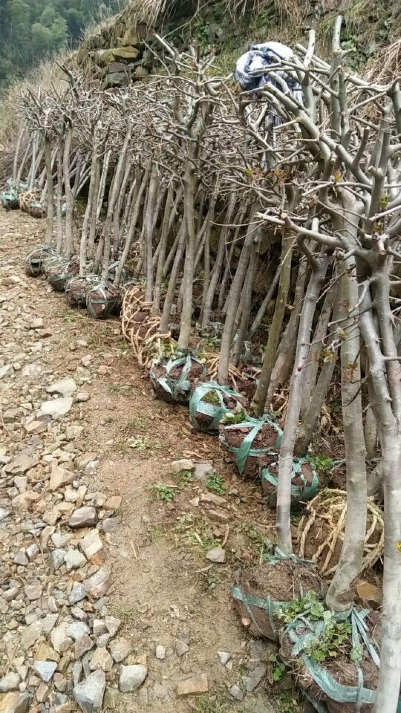 垂丝海棠2~4cm4cm以下4cm以下