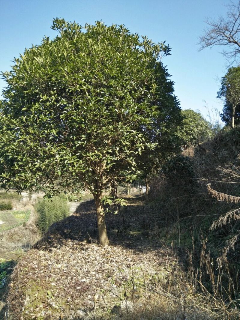 八月桂8~10cm2.5~3米2~3米