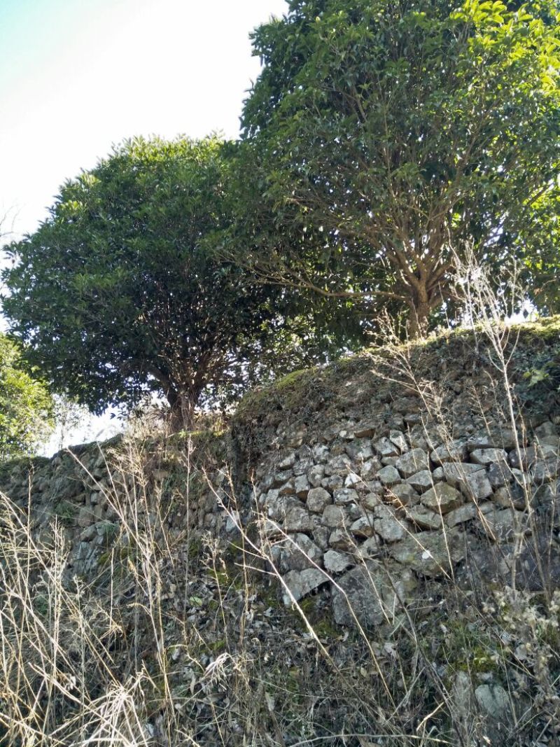 八月桂8~10cm2.5~3米2~3米