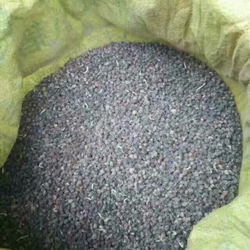 南方红豆杉沙藏果籽红豆杉