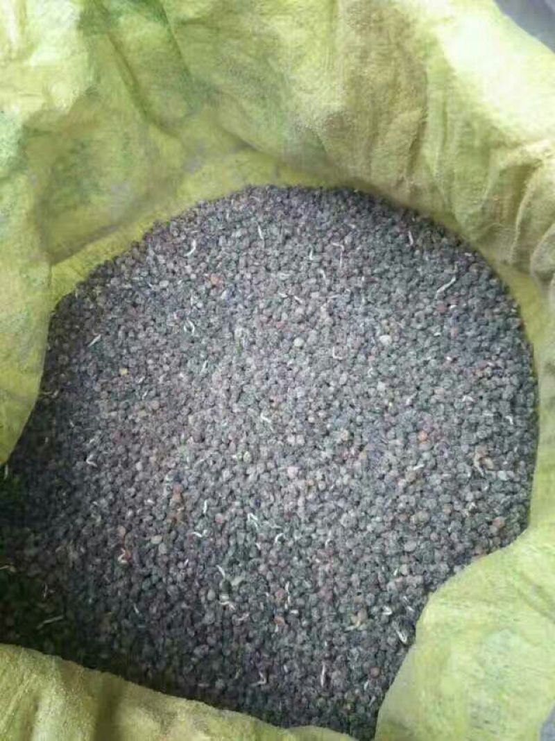 南方红豆杉沙藏果籽红豆杉