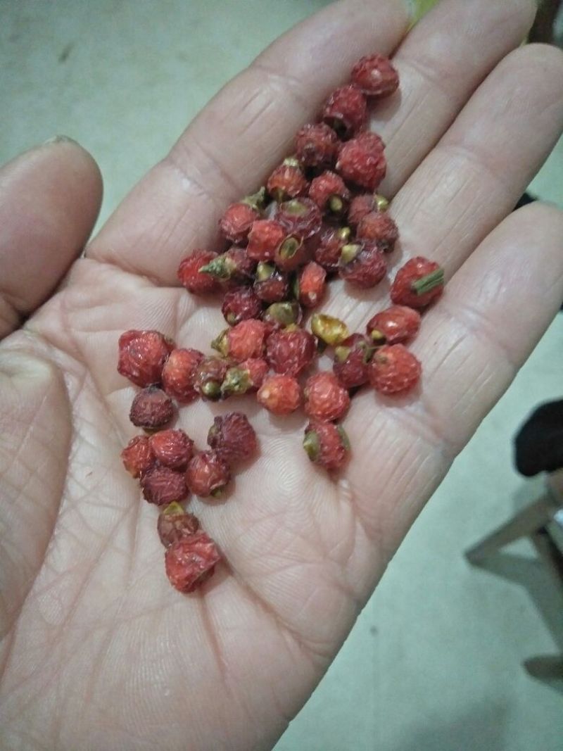 南方红豆杉沙藏果籽红豆杉