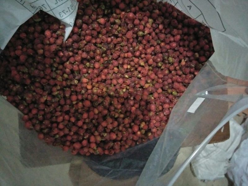 南方红豆杉沙藏果籽红豆杉