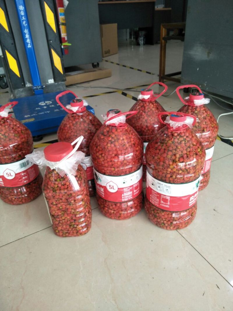 南方红豆杉沙藏果籽红豆杉