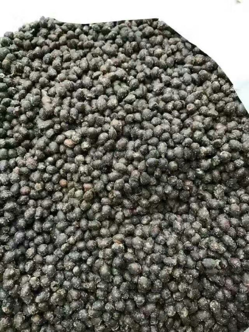 南方红豆杉沙藏果籽红豆杉