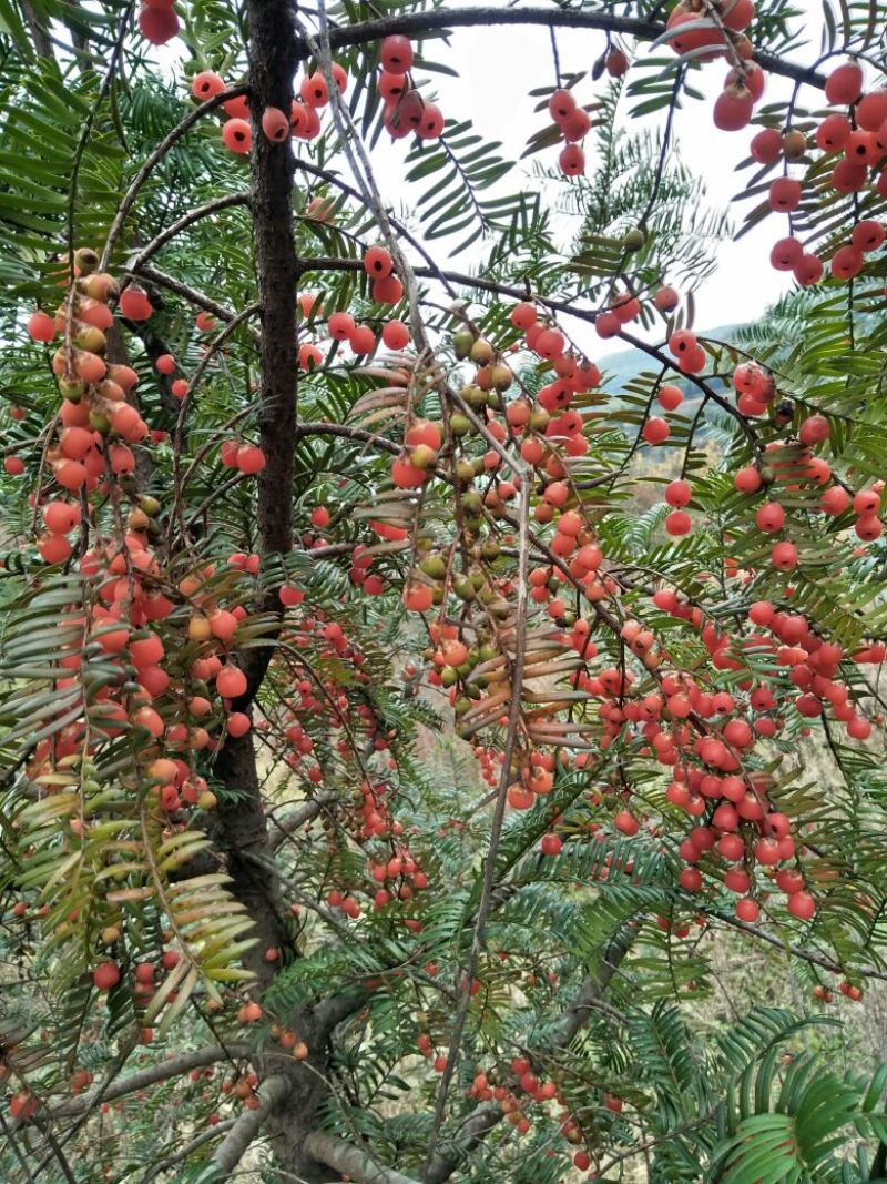 南方红豆杉沙藏果籽红豆杉