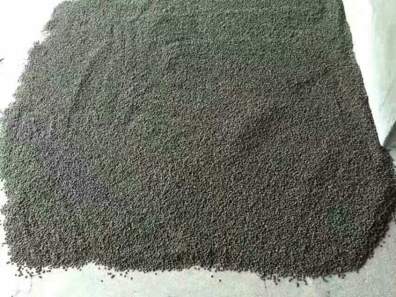 南方红豆杉沙藏果籽红豆杉