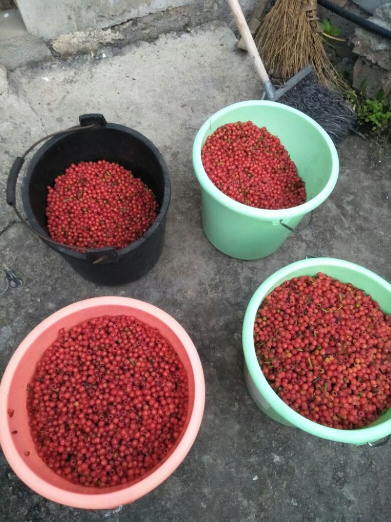 南方红豆杉沙藏果籽红豆杉