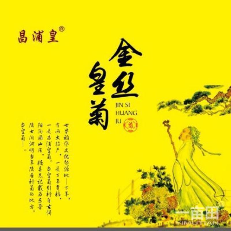 金丝皇菊茶特级