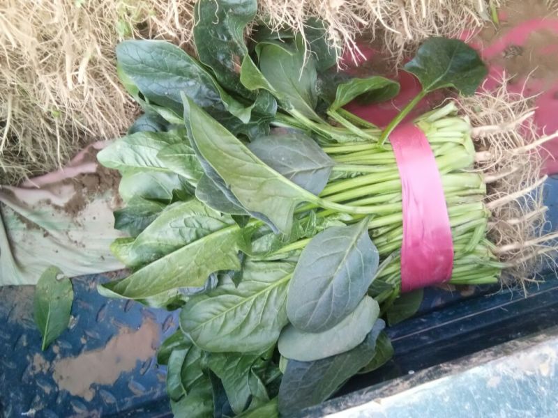 菠菜25~30厘米
