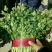 大叶香菜20~30厘米