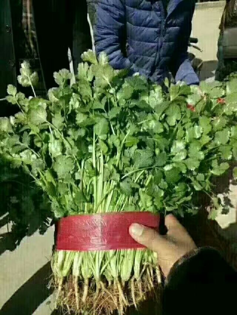 大叶香菜20~30厘米
