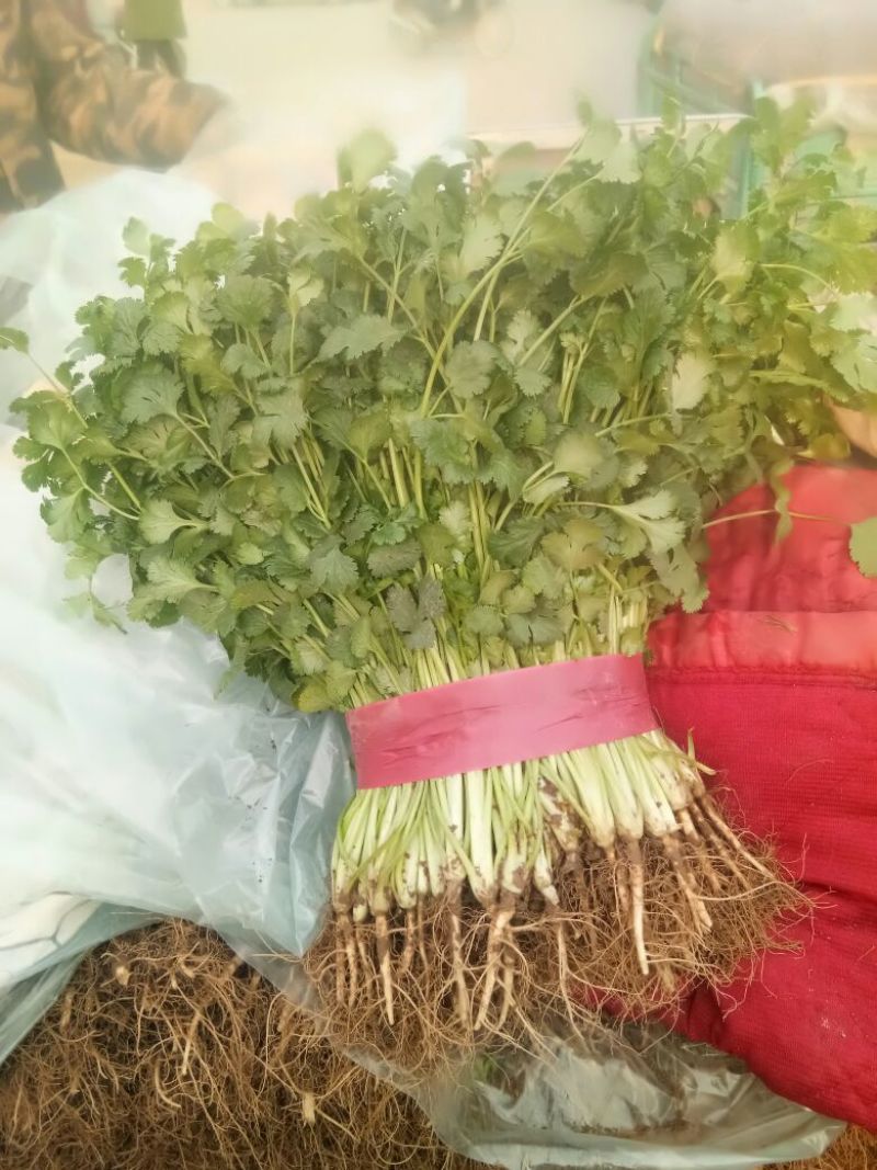 大叶香菜20~30厘米