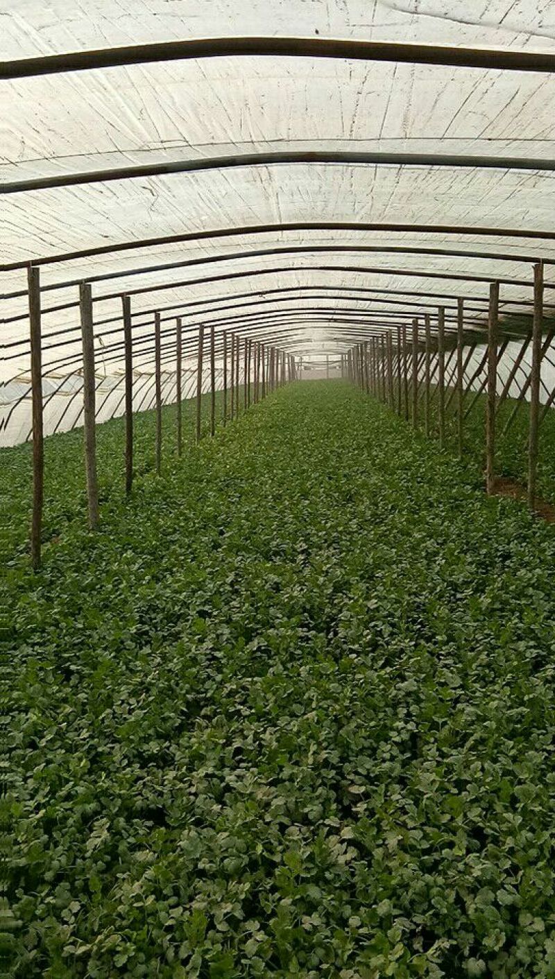 大叶香菜20~30厘米