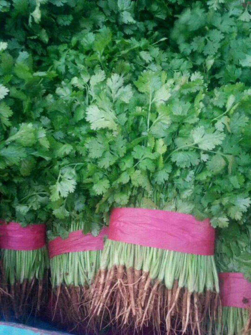 大叶香菜20~30厘米