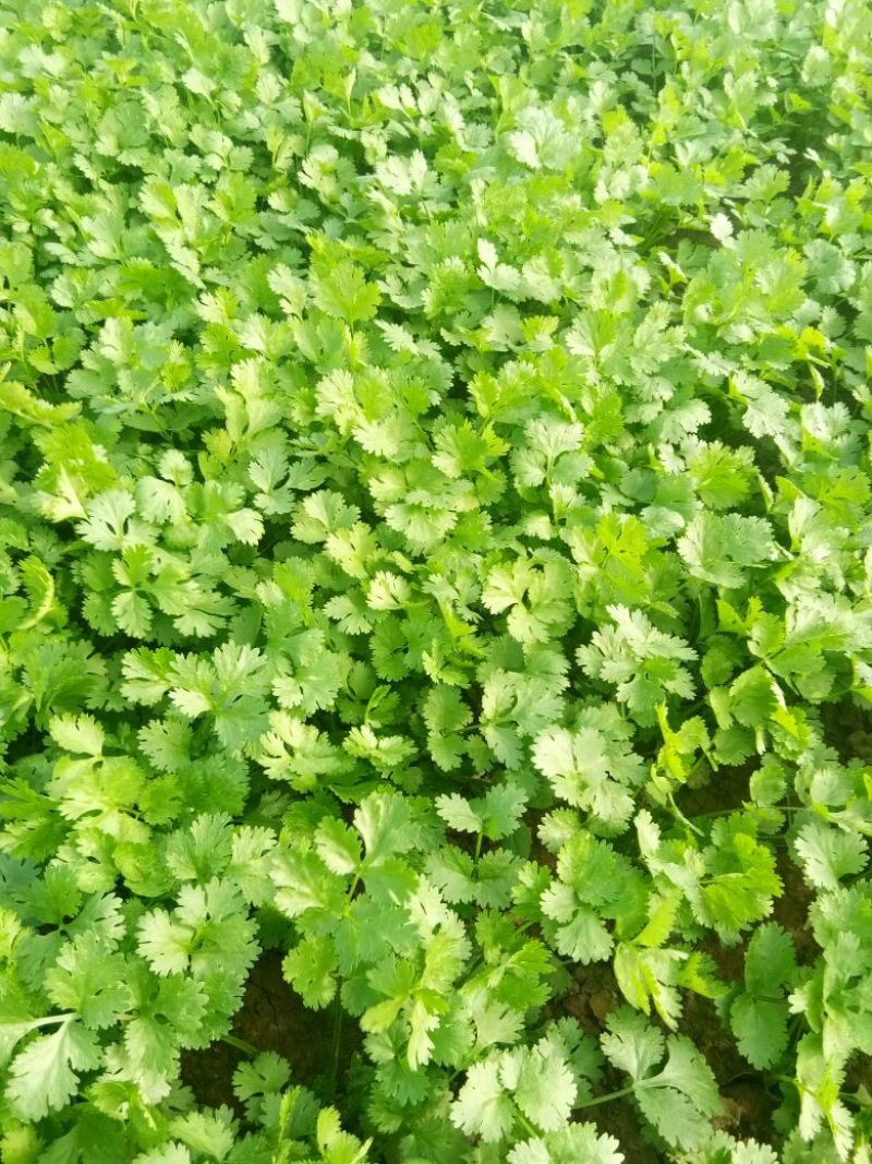 大叶香菜20~30厘米