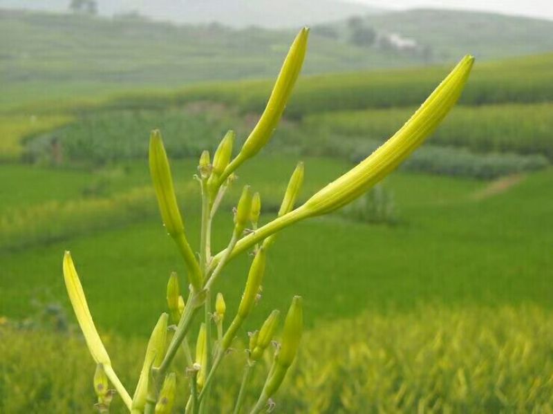 祁东黄花菜产地直发，托盘直条黄花菜，大量供应常年有货