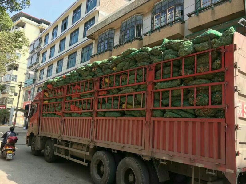 湖南黄花菜种苗，有早中期黄花菜猛子花种苗