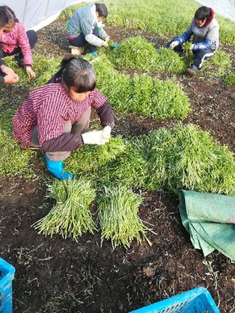 芦篙