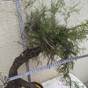 太行崖柏8~10cm1.5~2米