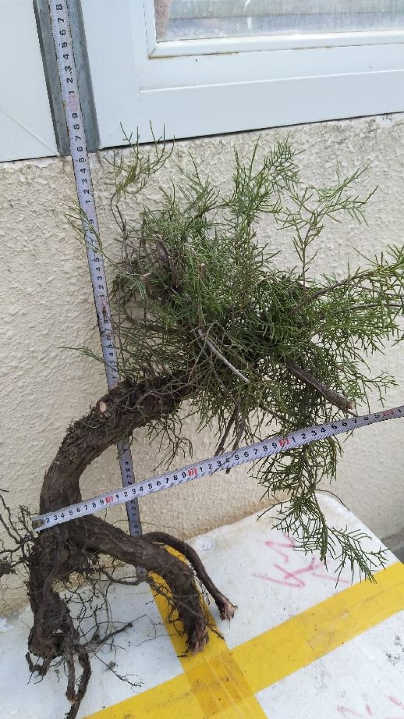 太行崖柏8~10cm1.5~2米