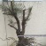 太行崖柏8~10cm1.5~2米