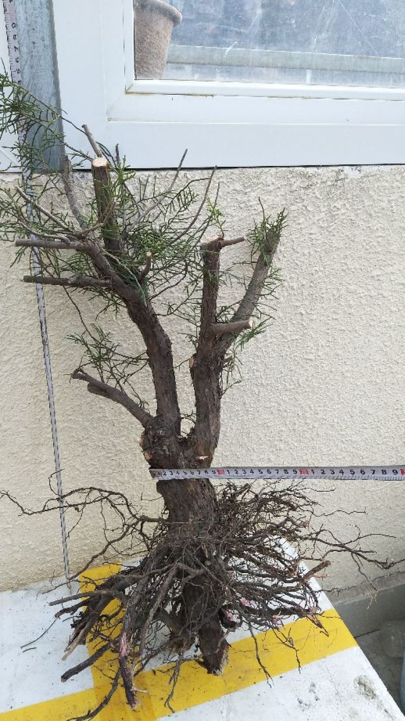太行崖柏8~10cm1.5~2米