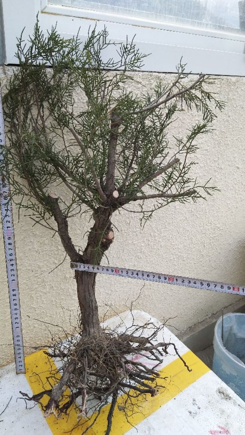 太行崖柏8~10cm1.5~2米