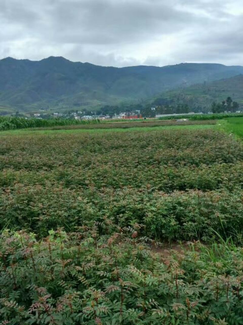 花椒苗青椒苗九叶青椒苗