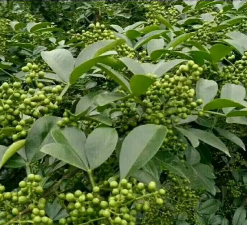 花椒苗青椒苗九叶青椒苗