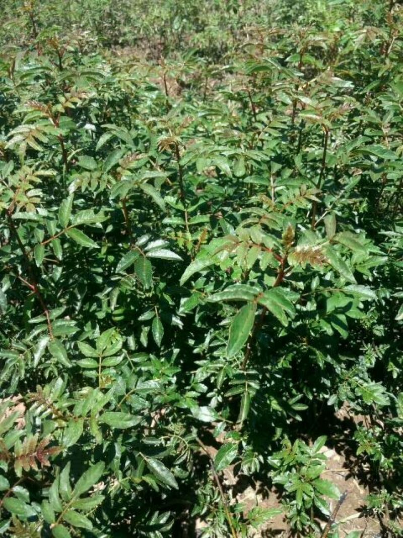 花椒苗青椒苗九叶青椒苗