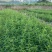 花椒苗青椒苗九叶青椒苗